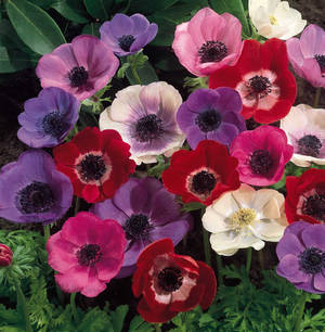 Anemone Flowers Bloom wallpaper — Galaxy Z Flip7 FE Wallpapers