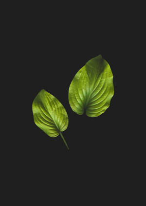 Anthuriumblad i sort wallpaper. — OnePlus Pad 3 Pro Wallpapers