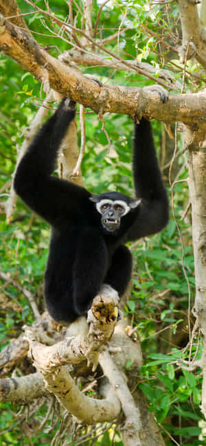 Iphone Xs Max Gibbon Baggrund — iPhone 12 Wallpapers