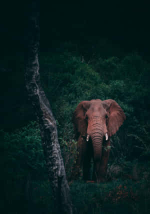 Elephant Laptop — Vivo Pad5 Wallpapers