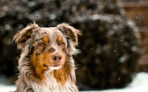 australsk fårehund billeder — Vinter Wallpapers