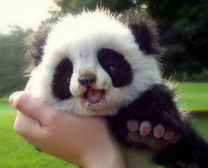 Babypanda med klemt kind tapet — 5:4 Wallpapers