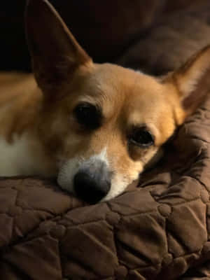 Corgi sjove billeder — iPad Pro 13 Wallpapers