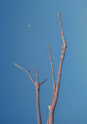 Barren tree pointing at crescent moon wallpaper — Oppo Pad 4 Pro Wallpapers