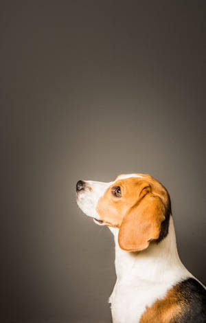 Beagle-hund set fra siden — Galaxy Tab S9 FE Wallpapers
