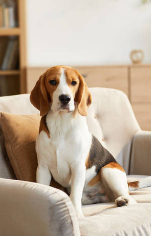 Beagle-hund siddende på sofa — Galaxy Tab Active5 Wallpapers