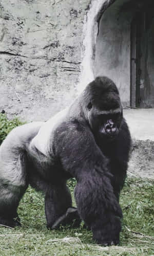 Bedste gorilla baggrund — Galaxy Tab A11 Wallpapers