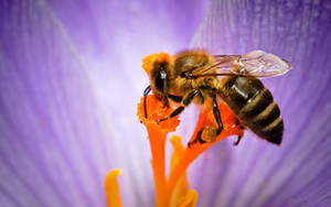Bi inde i en stor lilla blomst — Lilla Wallpapers