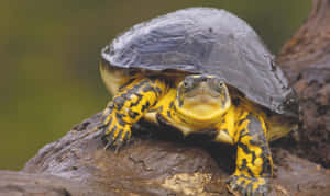 Billede af en sød skildpadde, der nyder en lur — Cool skildpadde Wallpapers