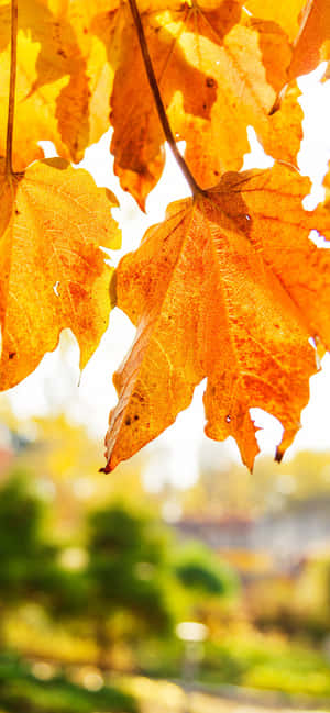 Bedste efterårsbaggrund — Vivo T5 Pro Wallpapers