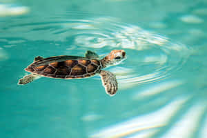 Billede  En sød skildpadde, der svømmer i et akvarium — MacBook Pro Wallpapers