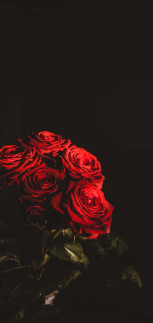 Rød Blomst Baggrund — Honor Magic8 Pro Air Wallpapers