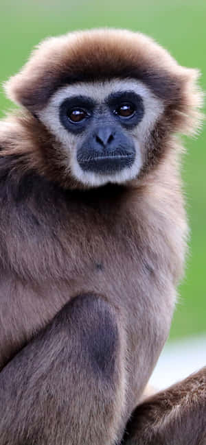 Iphone Xs Max Gibbon Baggrund