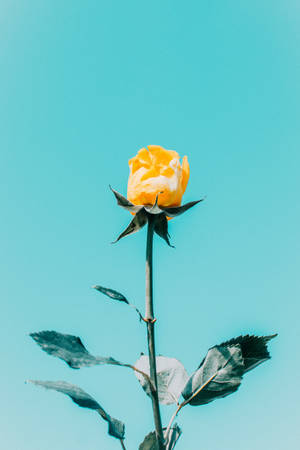 Blå himmel gul rose æstetik