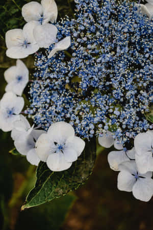 Blå hortensia serrata blomster telefon — Huawei MatePad 11.5 (2025) Wallpapers