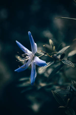 Blå stjerneblomst iPhone — Blomstret iPhone Wallpapers