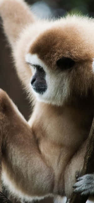 iPhone Xs Max Gibbon Baggrund — iPhone 14 Plus Wallpapers