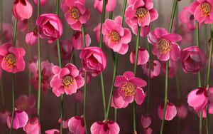 Pink blomsterbaggrund
