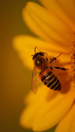 skønhed,blomster,blomst,friskhed,flora,natur,forår,frisk,nærbillede,almindelig,foto,plante — Forår Wallpapers