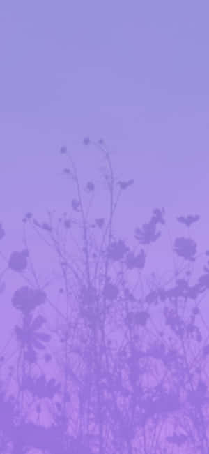 Æstetiske Lilla Billeder — Honor Play10A Wallpapers