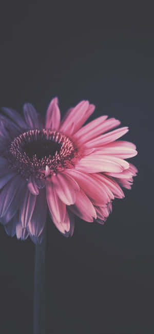 Blomst Iphone Billeder — Realme C75x Wallpapers