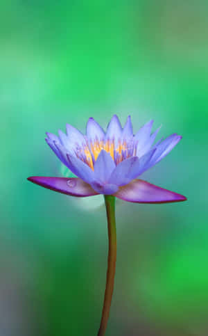 Blomst iPhone Billeder — Galaxy Tab Active5 Wallpapers