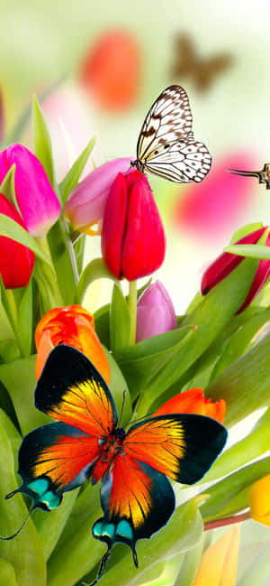 Blomster og sommerfugle — Xiaomi 17 Wallpapers