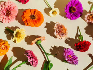 Blomsterbaggrund — Blomstret Wallpapers