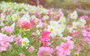 Lyserød blomsterbaggrund