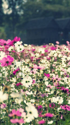 Blomstermark Floral Iphone — Blomstret iPhone Wallpapers