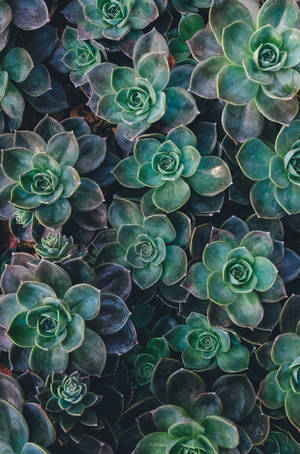 Echeveria sukkulent grøn æstetisk vægbaggrund — Startskærm Wallpapers