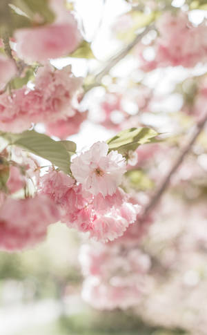 Blomstrende Sød Pink Æstetisk Kirsebærblomst — RedMagic Tablet Wallpapers