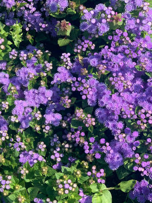 Bluemink-blomster Floral Iphone