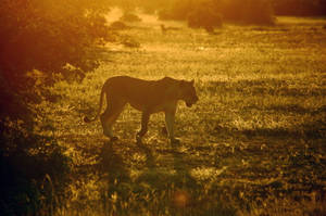 Botswana Solskin Løvinde — Løve Wallpapers