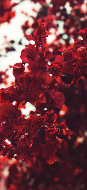 Æstetisk rød baggrund — Nothing Phone (4b) Wallpapers