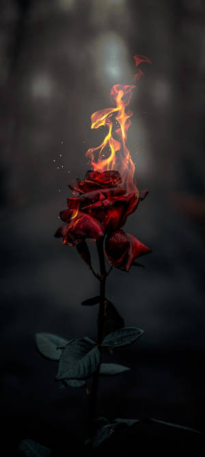 Brændende Rose Æstetisk — iPhone 17 Wallpapers