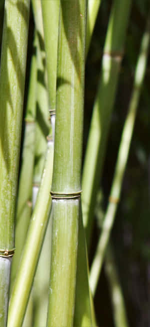 Green Bamboo — iPhone 15 Pro Max Wallpapers