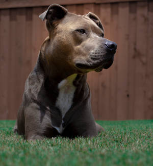 Brun og hvid amerikansk Pitbull hvalp tapet — Oppo Find N6 Wallpapers