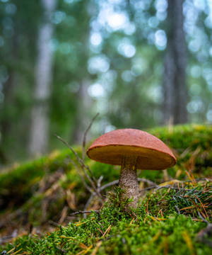 Brun svamp æstetik — Svampeæstetik Wallpapers