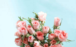 Buket af blomster i pastelrosa æstetik — Pastel pink æstetik Wallpapers