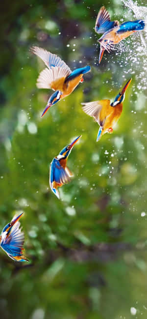 1284x2778 — 1284x2778 Wallpapers