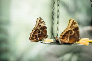 Butterfly Aesthetic billeder — MacBook Pro M4 Wallpapers