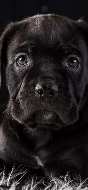 Cane Corso baggrund — Zenfone Wallpapers