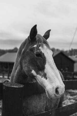 Central Kentucky-hest — Xiaomi Pad 9 Pro Max Wallpapers