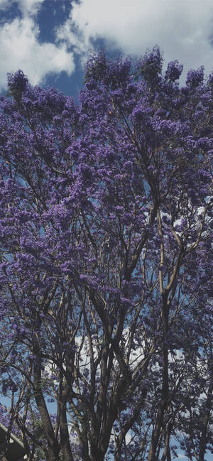 Cool lilla træ tapet — iPhone 15 Pro Max Wallpapers