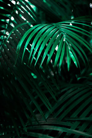grøn lineær bladet plante — iPhone Xr Wallpapers