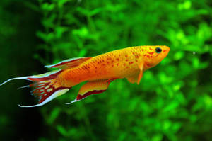 Cool orange fisk tapet