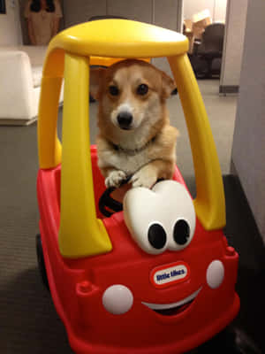 Corgi sjove billeder — iPad Air 13 Wallpapers