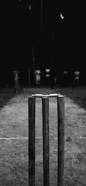 Cricket træstub i gråtoner wallpaper — iPhone 15 Pro Max Wallpapers