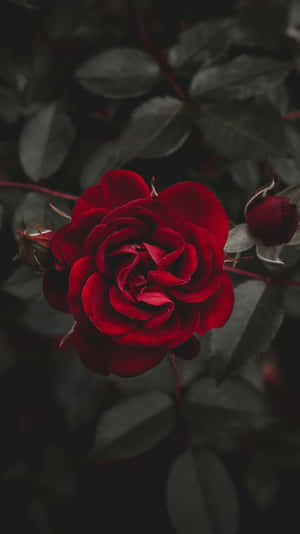 Rose billeder — Rose æstetik Wallpapers